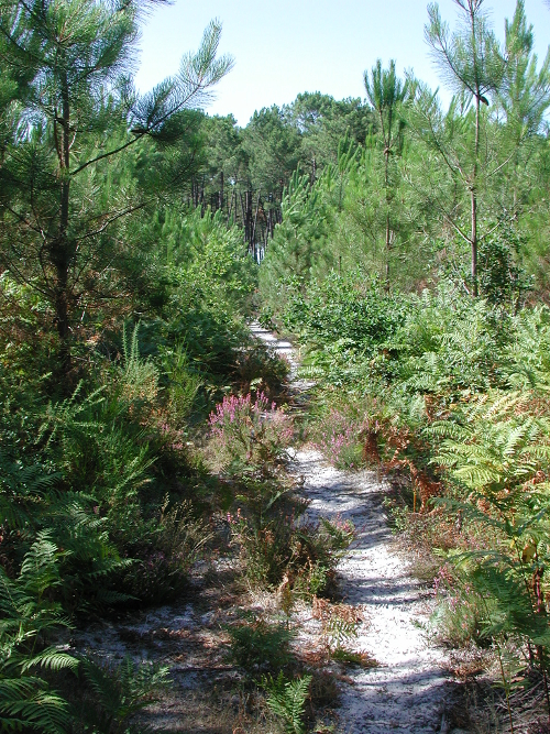 Le Béas, la promenade du Brout, Barbaste