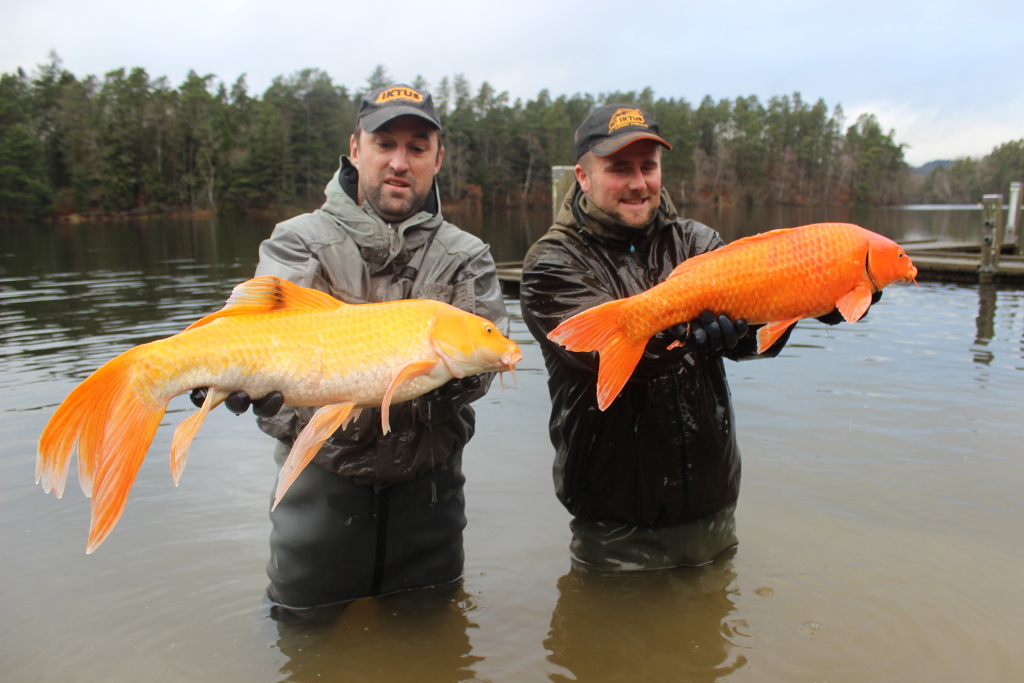 Iktus Ruffaud, Saint-Priest-de-Gimel - photo 2