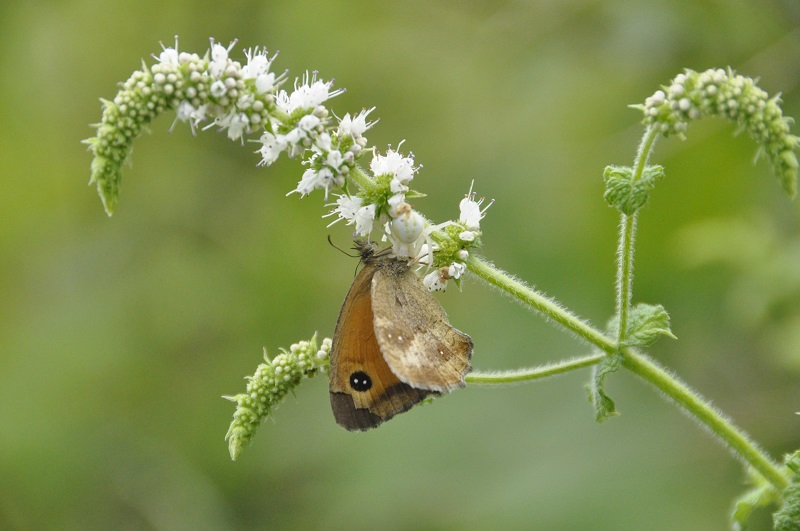 Ile de Raymond, Paillet - photo 6