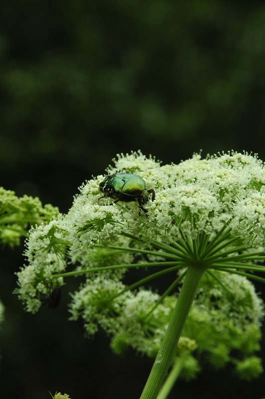 Ile de Raymond, Paillet - photo 3