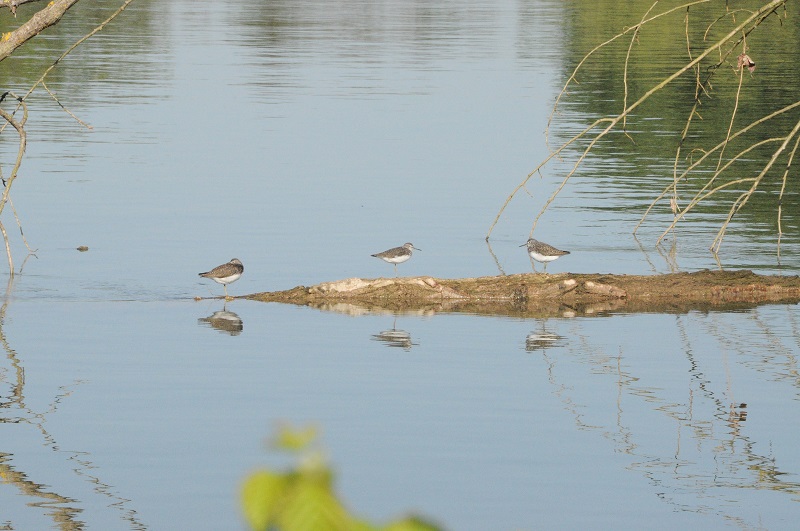 Ile de Raymond, Paillet - photo 8