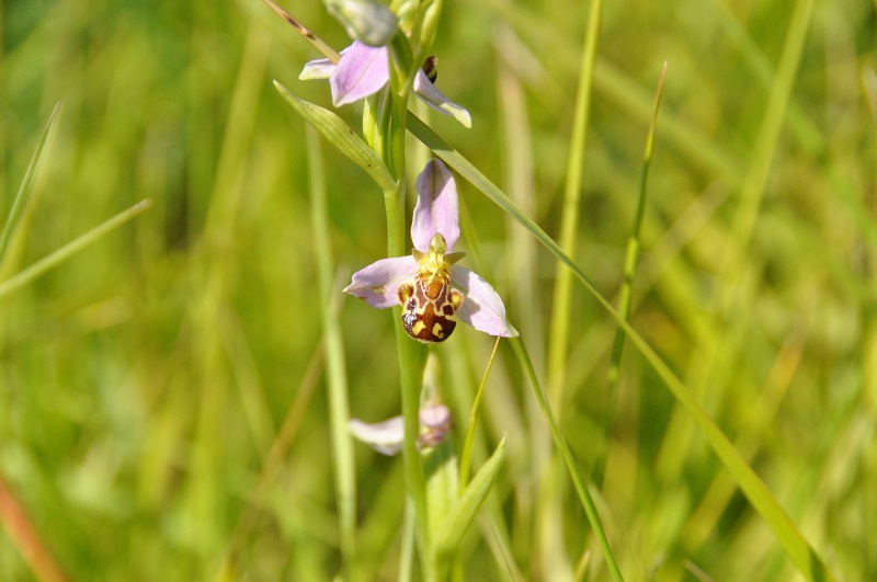 Ile de Raymond, Paillet