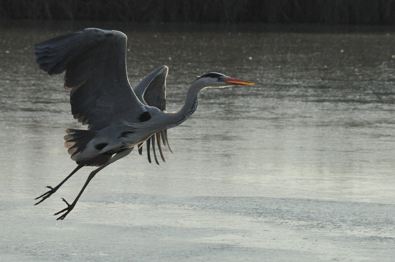 Ile de Raymond, Paillet - photo 2