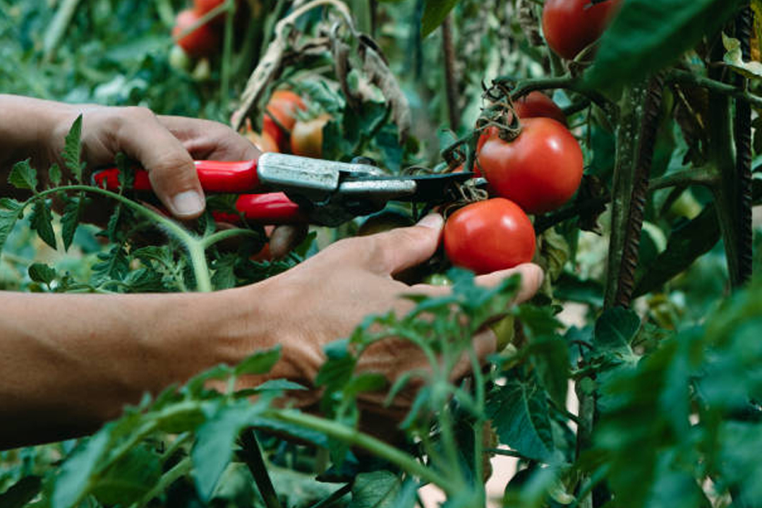 Atelier de permaculture