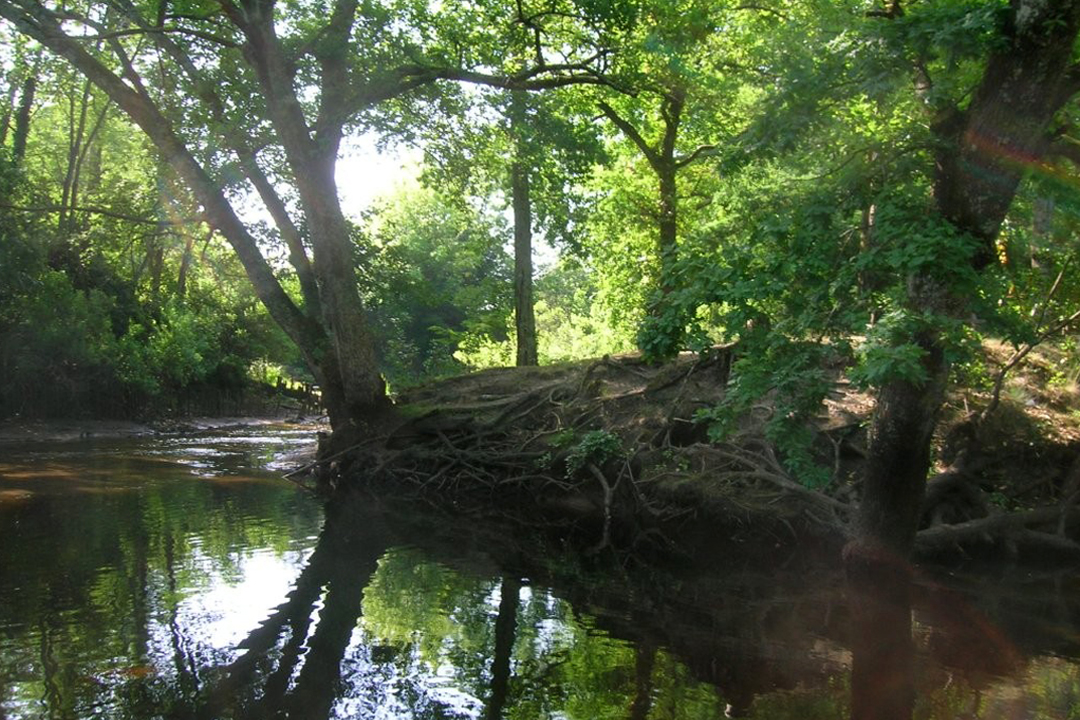 Sortie nature