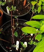 Ferme des Bleuets — Productores y Artesanos locales à Bahía de Arcachon