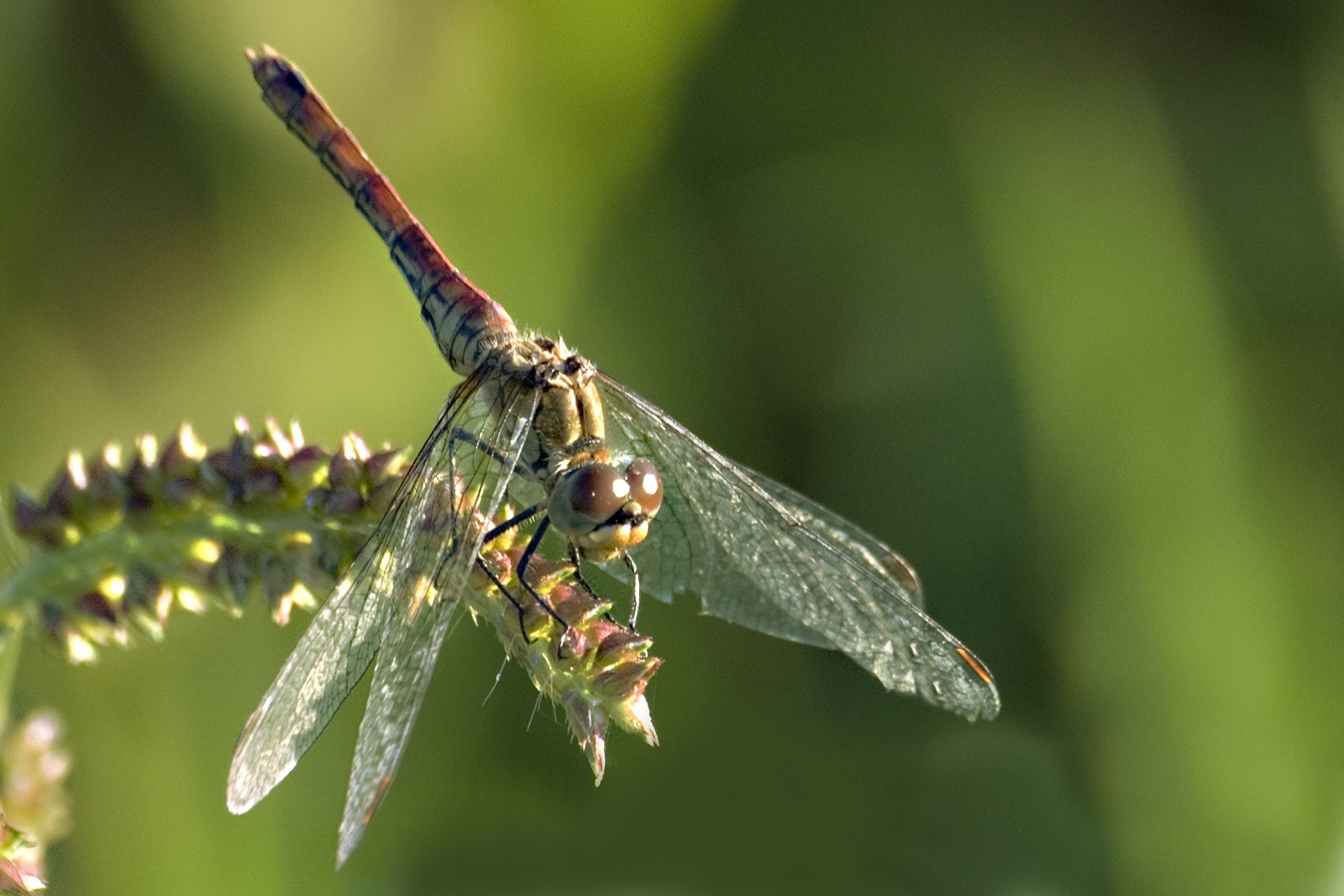 Ateliers: insecto monumentum