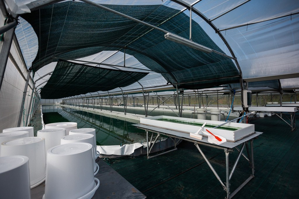 Ici, nos savoir-faire - Visite Spir'up - Spiruline des Pyrénées