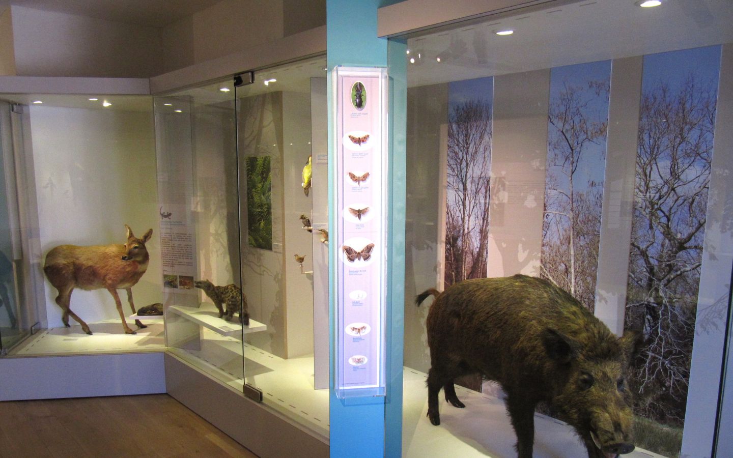 Muséum d'histoire naturelle, Bayonne - photo 2
