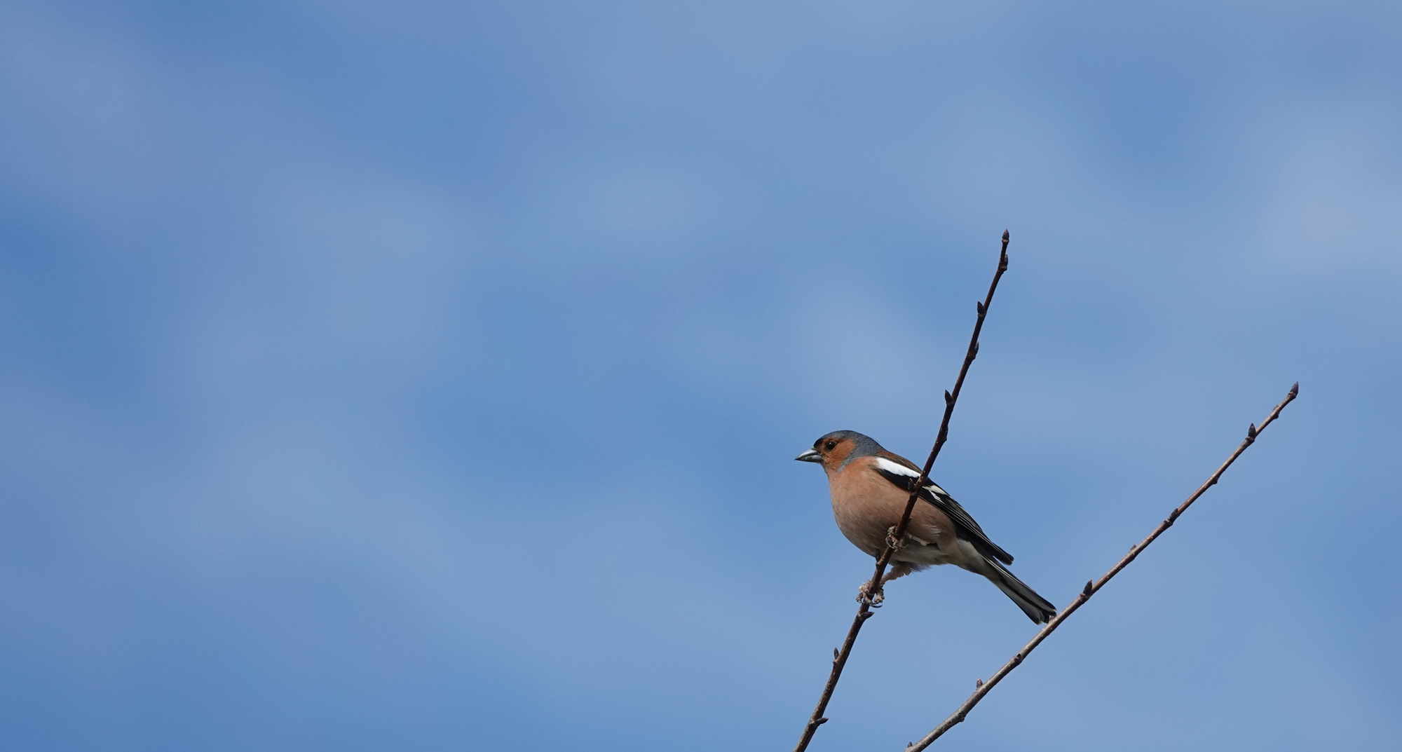 Participez à un inventaire ornithologique