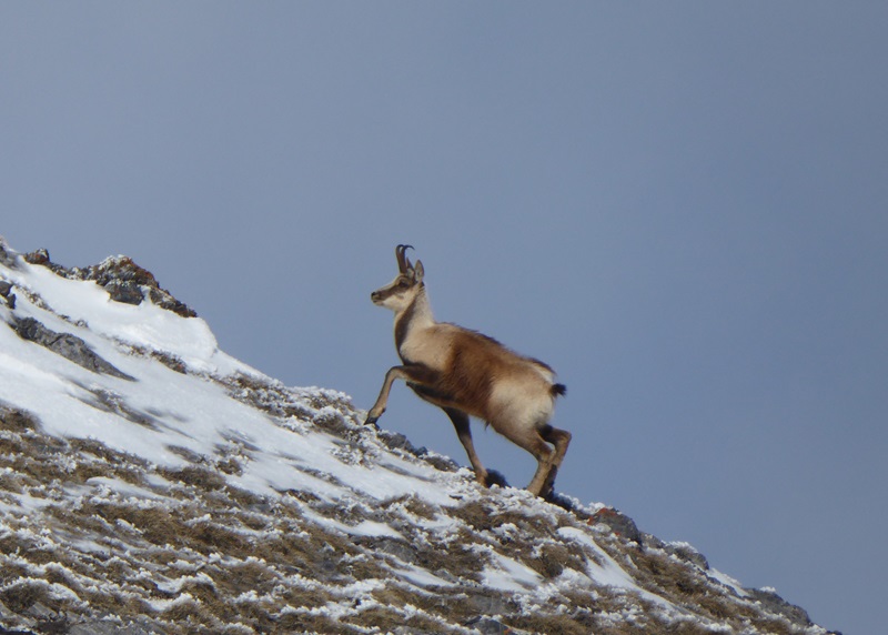 Randonnée hivernale sur les traces de la faune sauvage, Bedous - photo 3