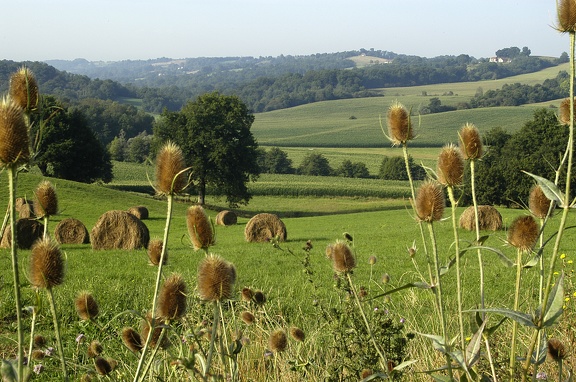 Lasclaveries : du Gabas au Luy de France