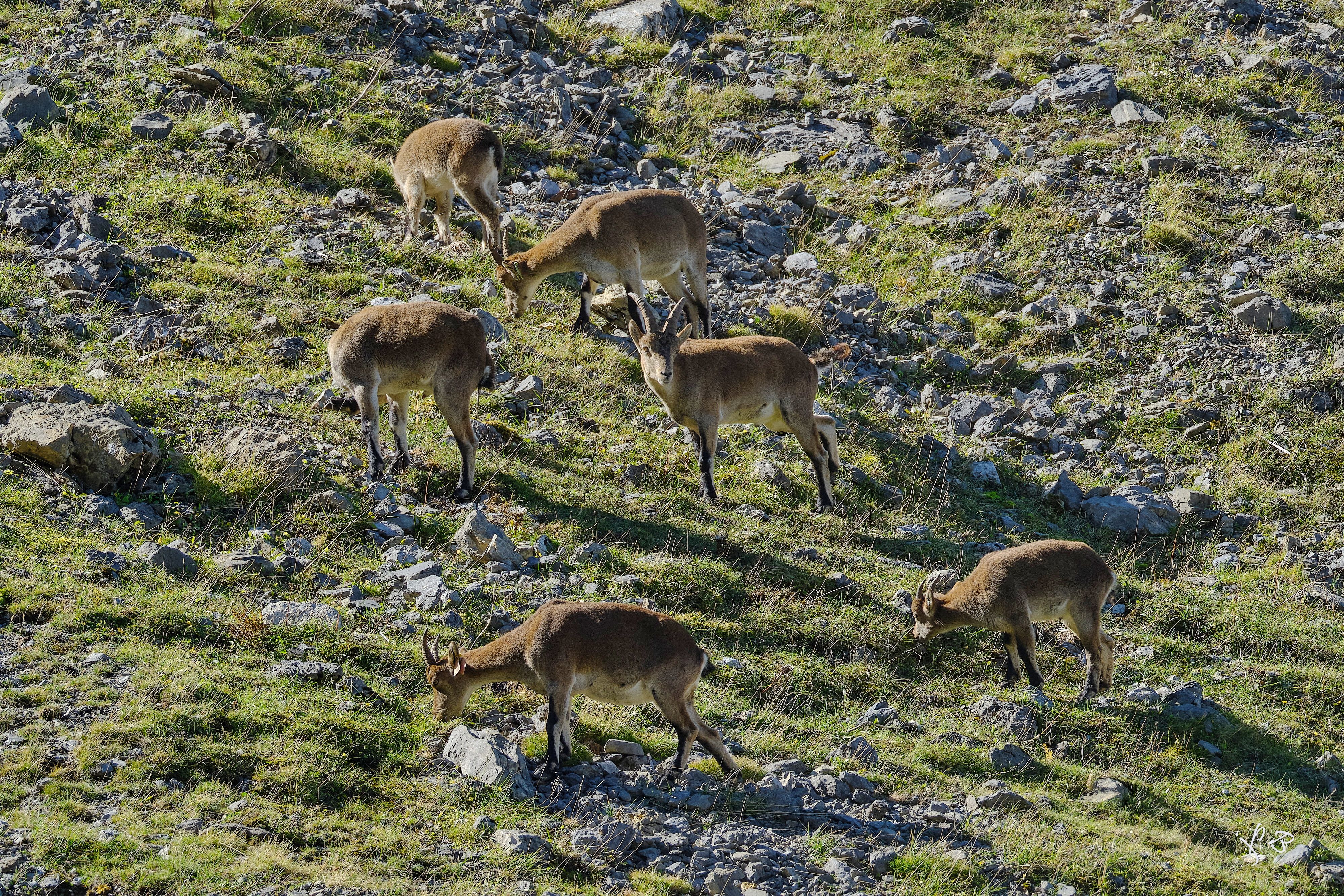 Sur les traces des bouquetins, Bedous - photo 3
