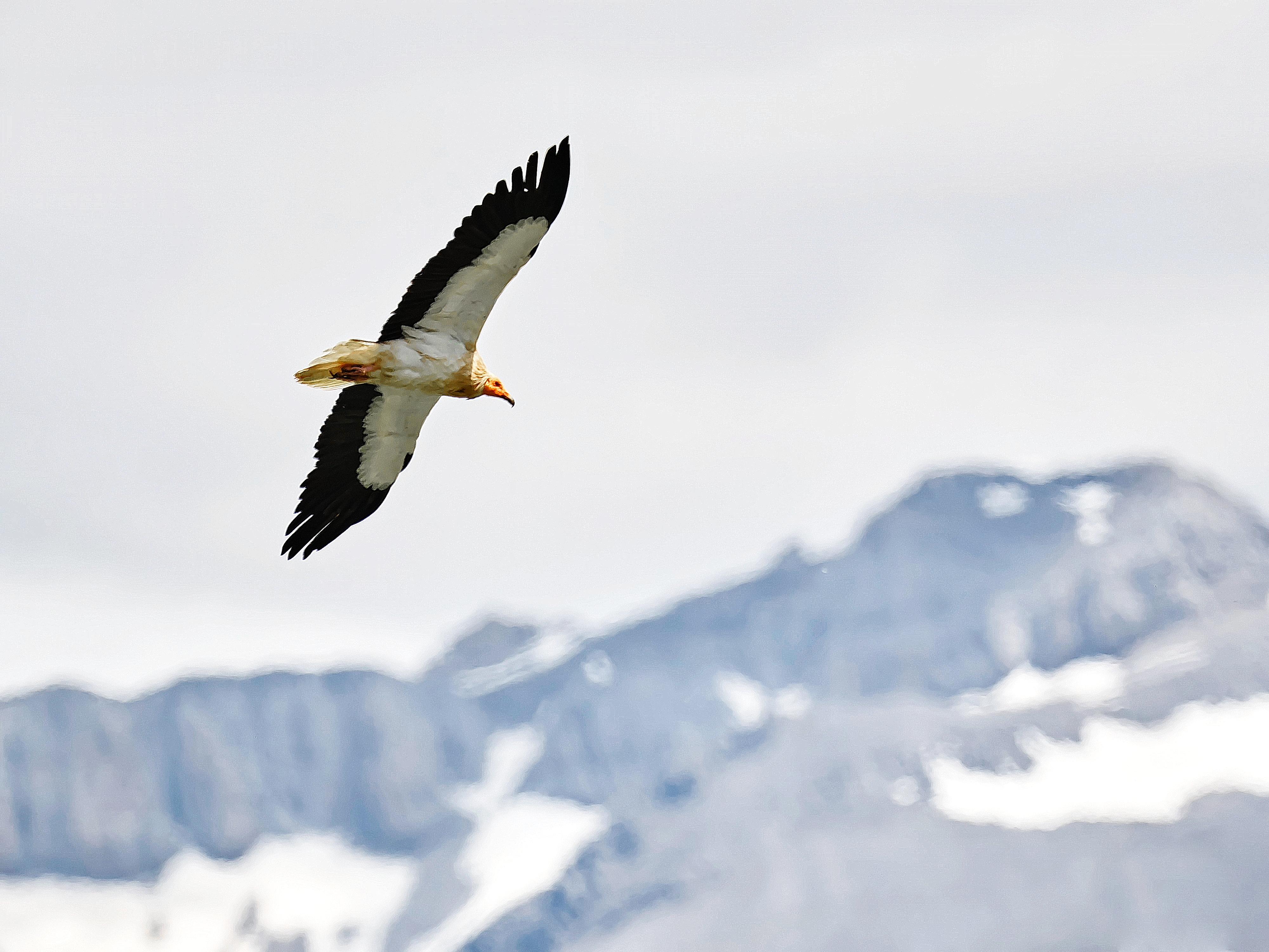 Voir les rapaces