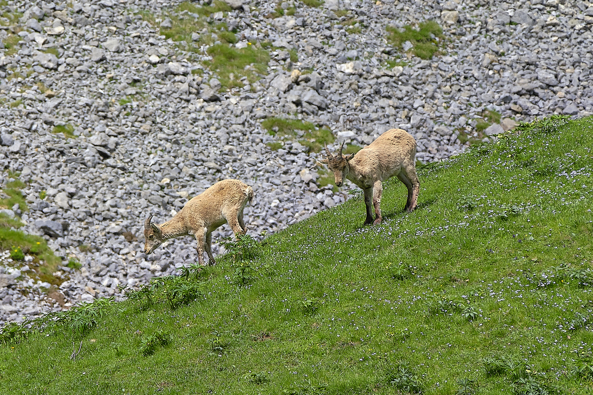 Sur les traces des bouquetins, Bedous - photo 2