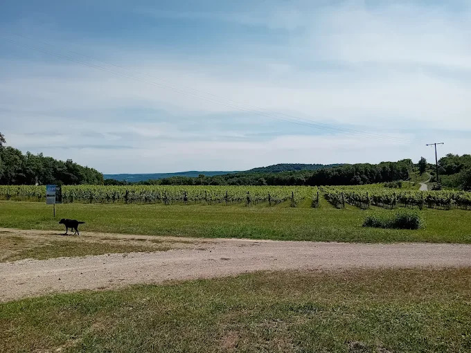 Vignoble Pierro - photo 2