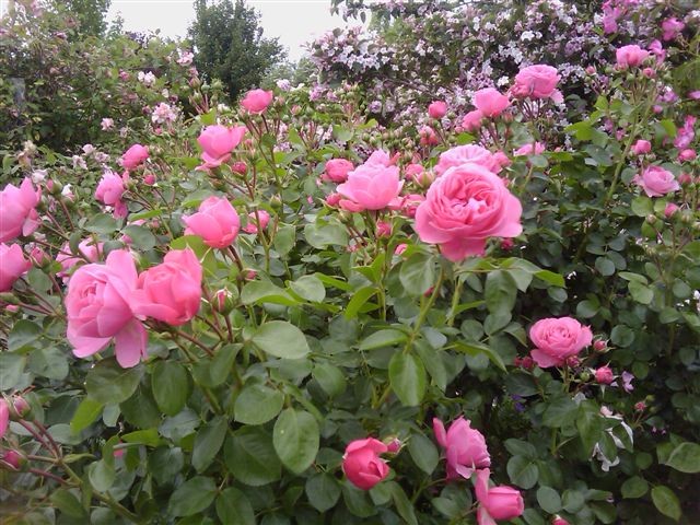 Le jardin de Mireille, Auriac-sur-Dropt - photo 21