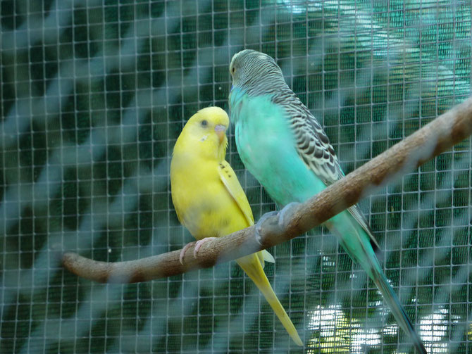 Le jardin de Mireille, Auriac-sur-Dropt - photo 36