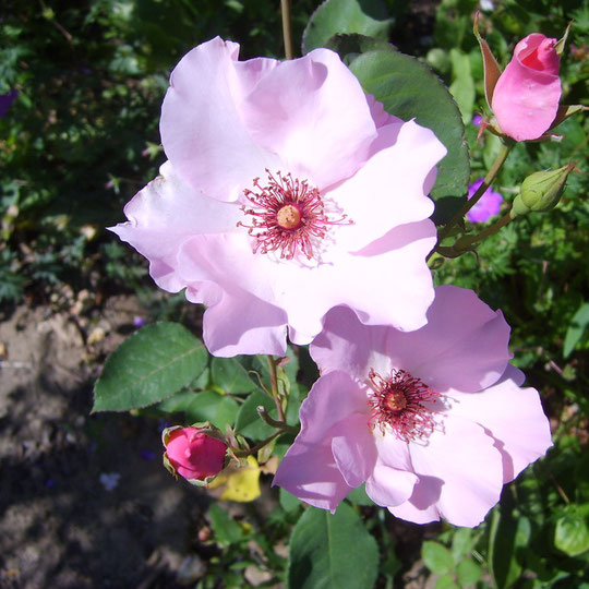 Le jardin de Mireille, Auriac-sur-Dropt - photo 34