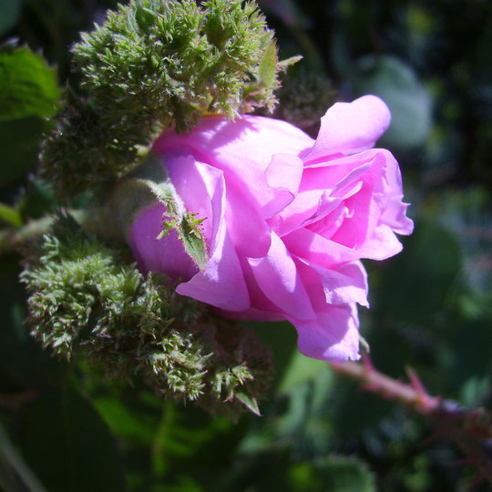 Le jardin de Mireille, Auriac-sur-Dropt - photo 25