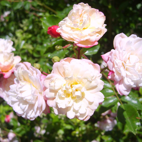 Le jardin de Mireille, Auriac-sur-Dropt - photo 2