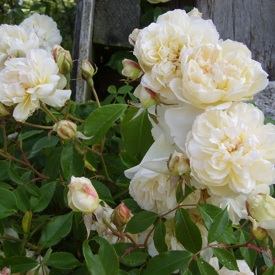 Le jardin de Mireille, Auriac-sur-Dropt - photo 3