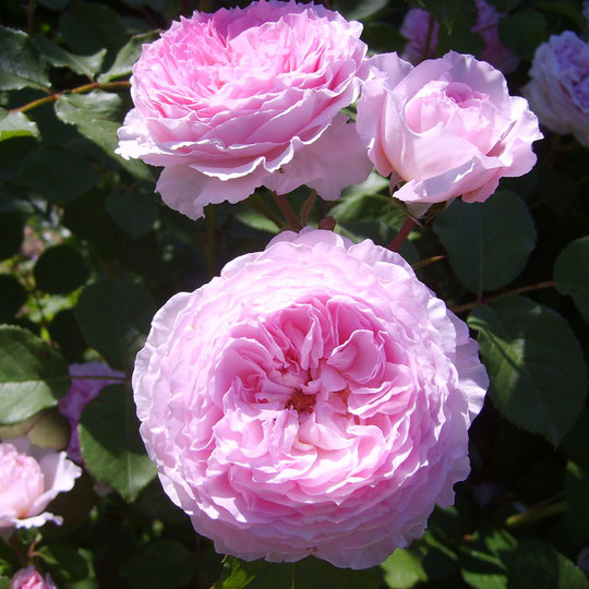 Le jardin de Mireille, Auriac-sur-Dropt - photo 35