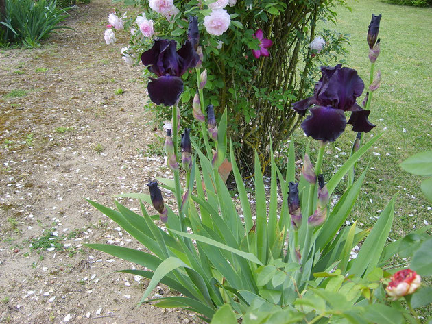 Le jardin de Mireille, Auriac-sur-Dropt - photo 19
