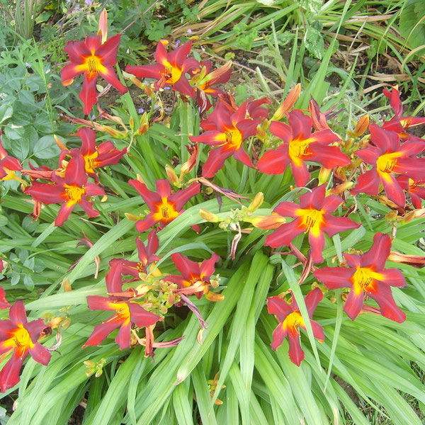 Le jardin de Mireille, Auriac-sur-Dropt - photo 17