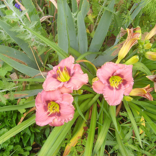 Le jardin de Mireille, Auriac-sur-Dropt - photo 28