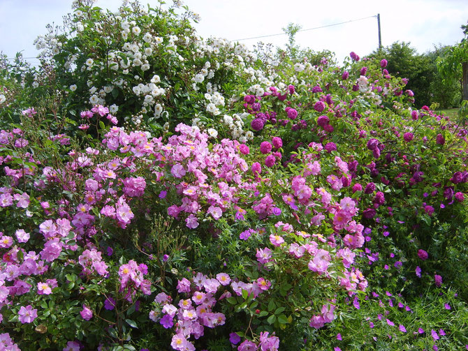 Le jardin de Mireille, Auriac-sur-Dropt - photo 33
