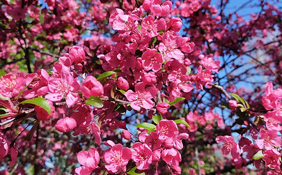 Le Jardin aux Oiseaux, Couzeix - photo 5