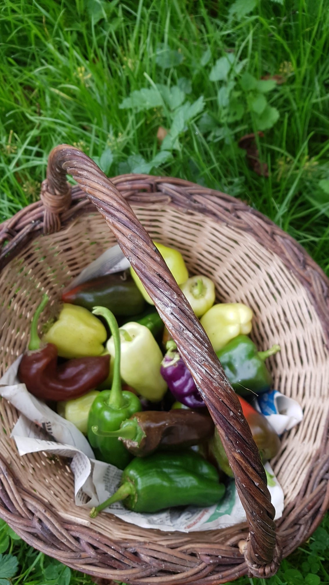 Atelier "Dans les bottes de la maraîchère" - photo 3