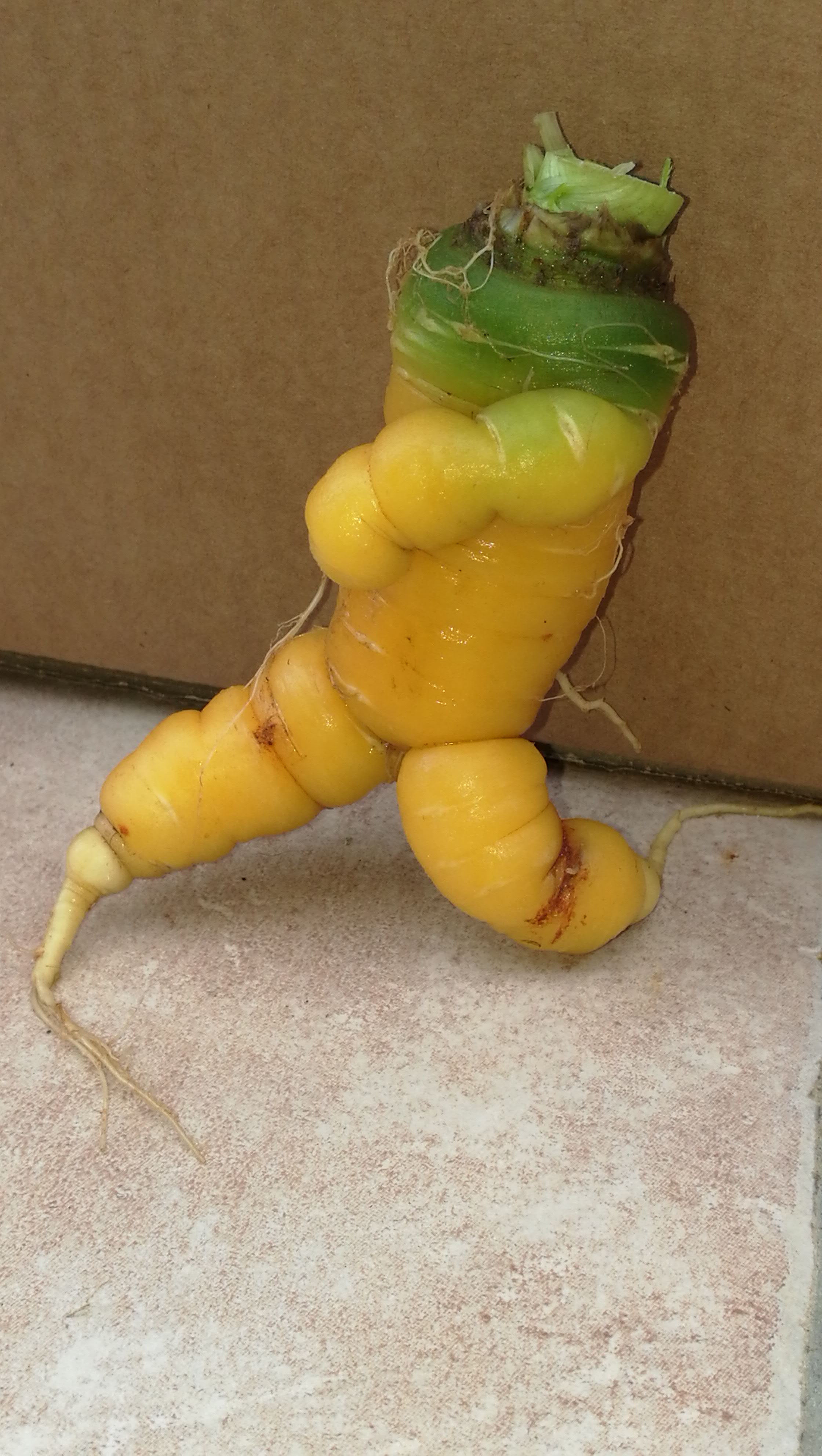 Atelier "Dans les bottes de la maraîchère", Saint-Martin-de-Gurson - photo 4