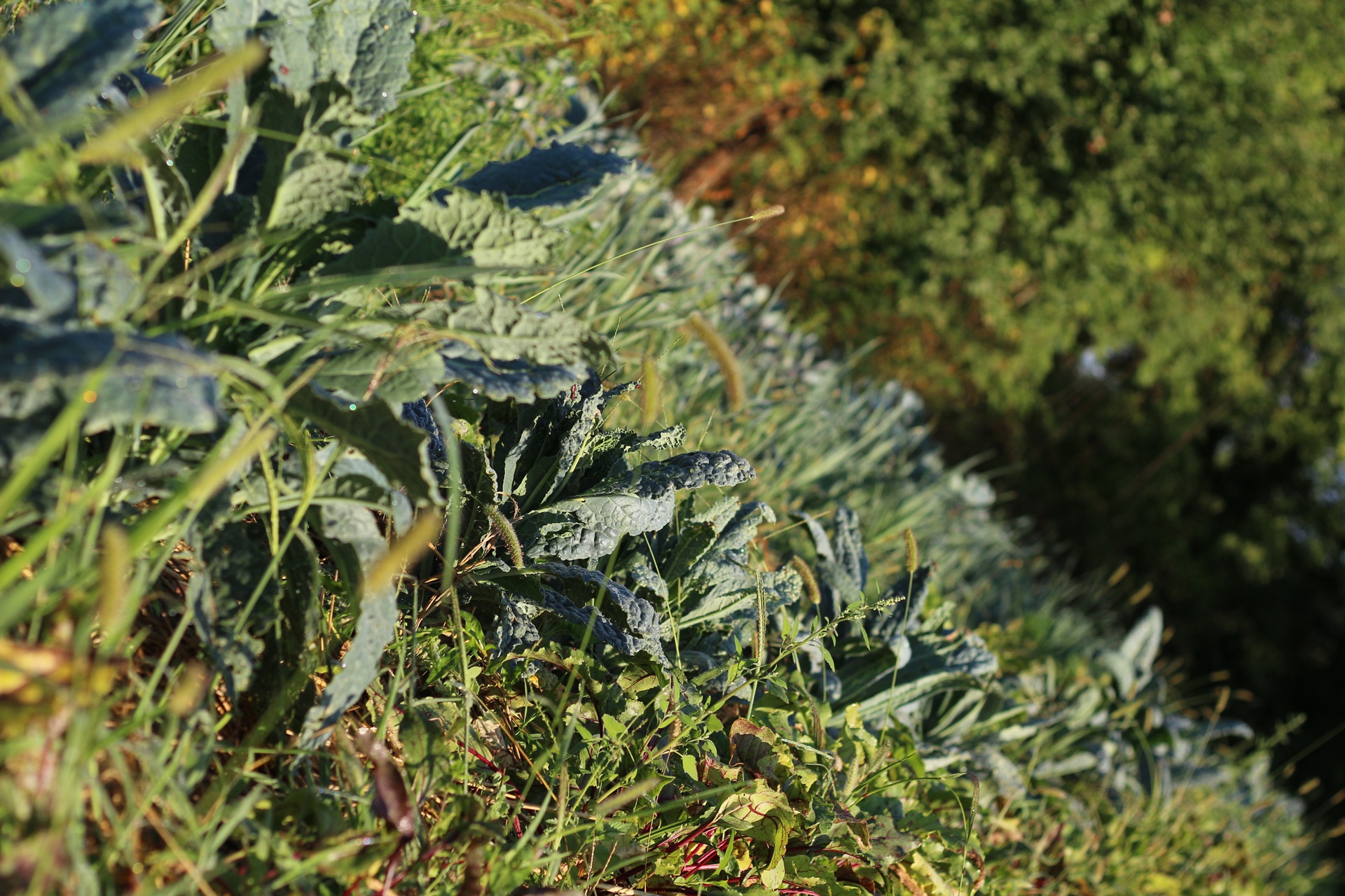 Atelier "Visite de la ferme"