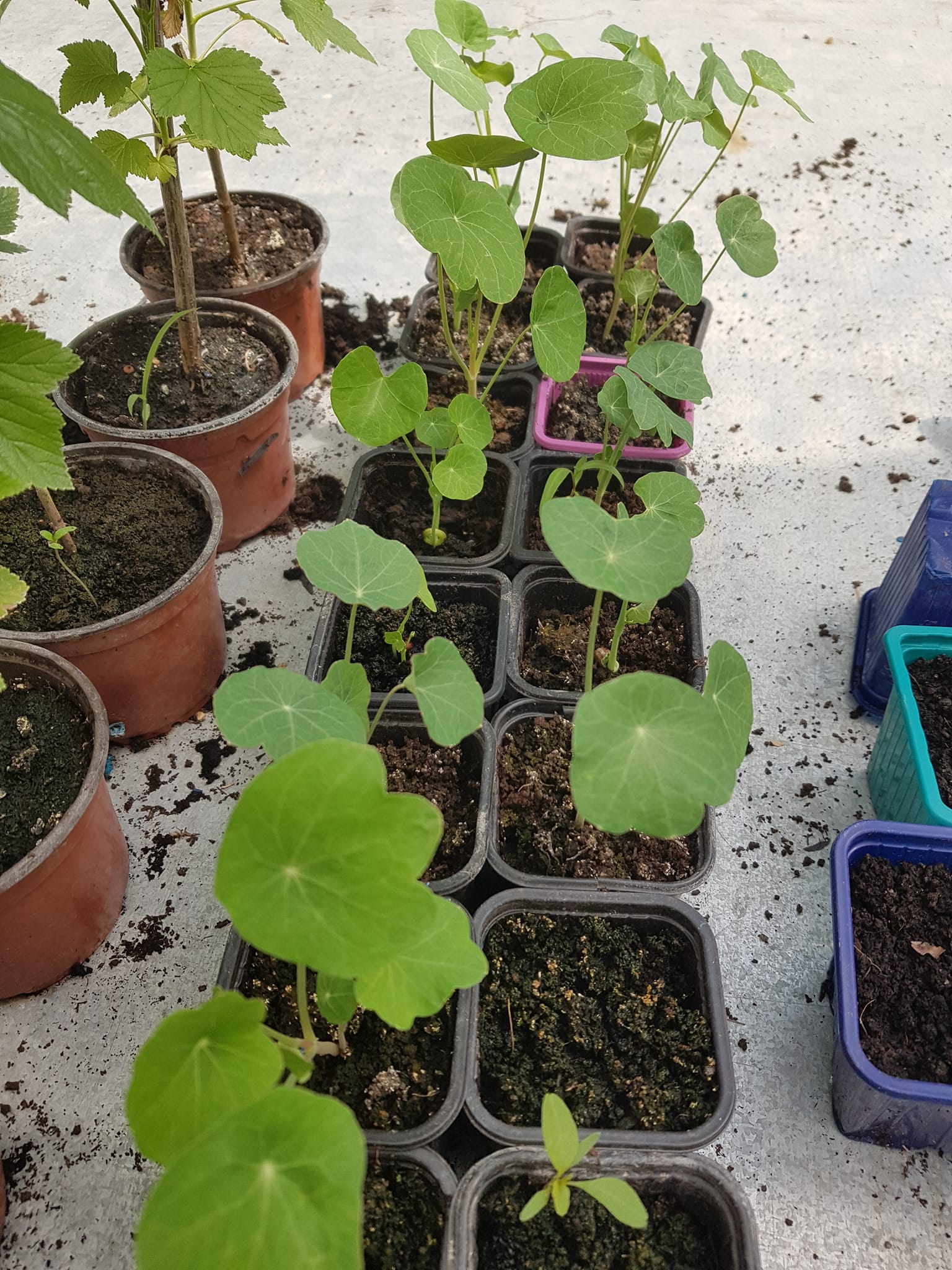 Atelier "Dans les bottes de la maraîchère" - photo 4