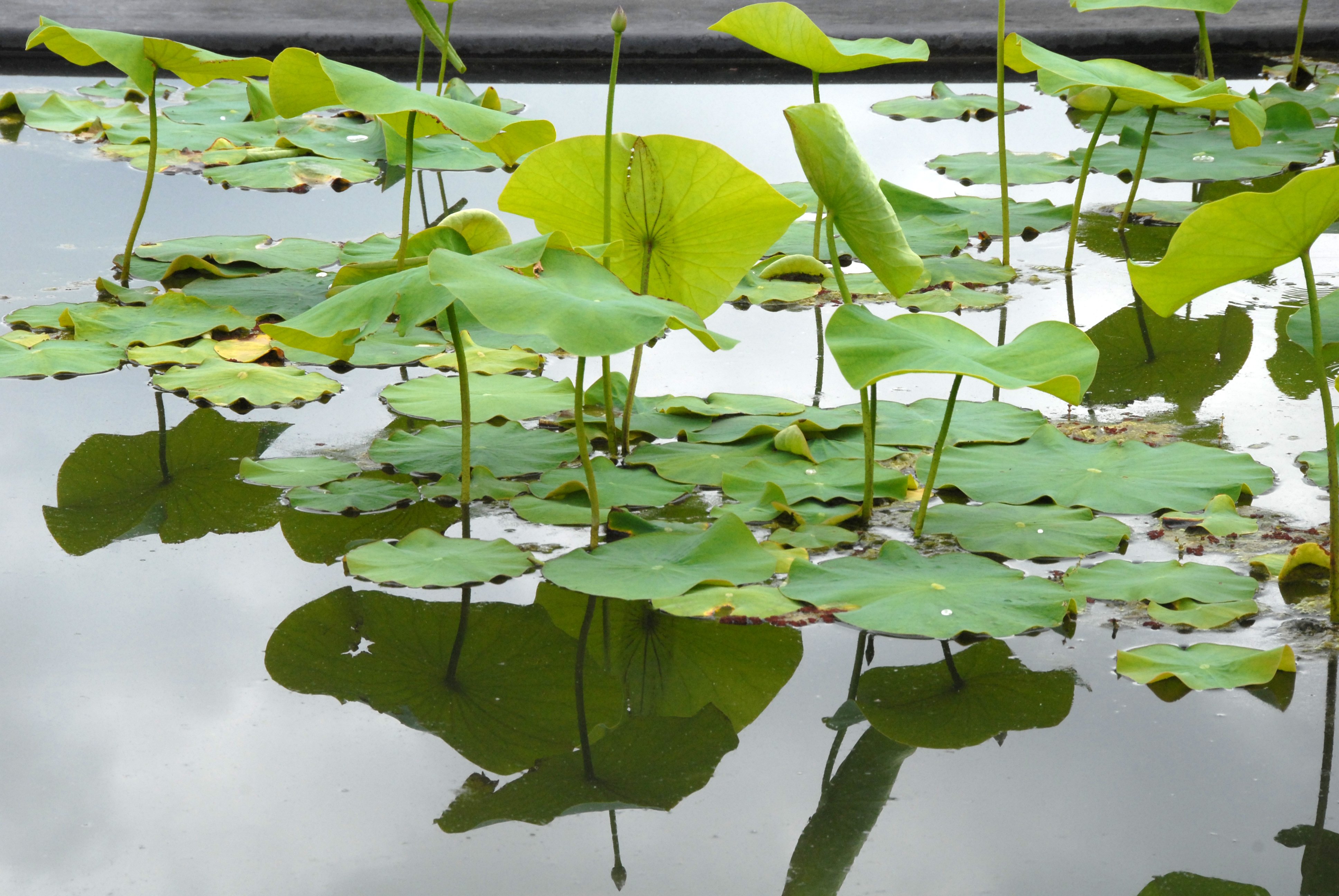 Jardin botanique et ses serres de Bordeaux Bastide