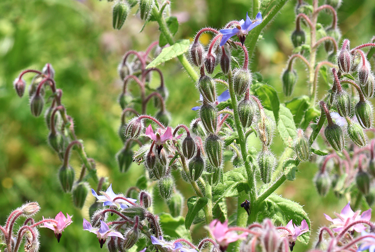 Jardin d'Arrel