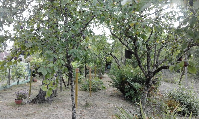 Jardin de bonsaïs, Andiran - photo 2