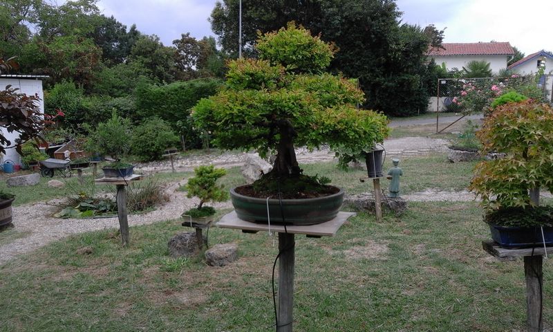 Jardin de bonsaïs, Andiran - photo 3