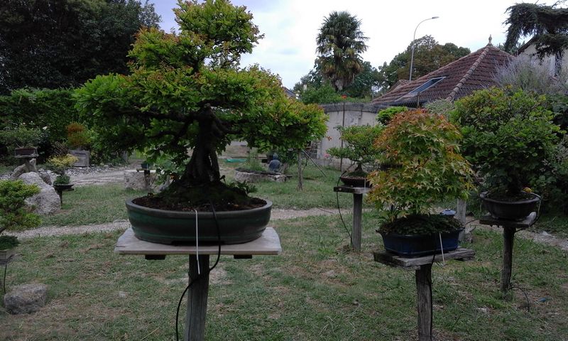 Jardin de bonsaïs, Andiran - photo 4