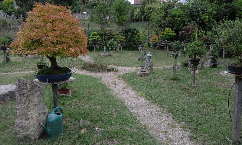Jardin de bonsaïs