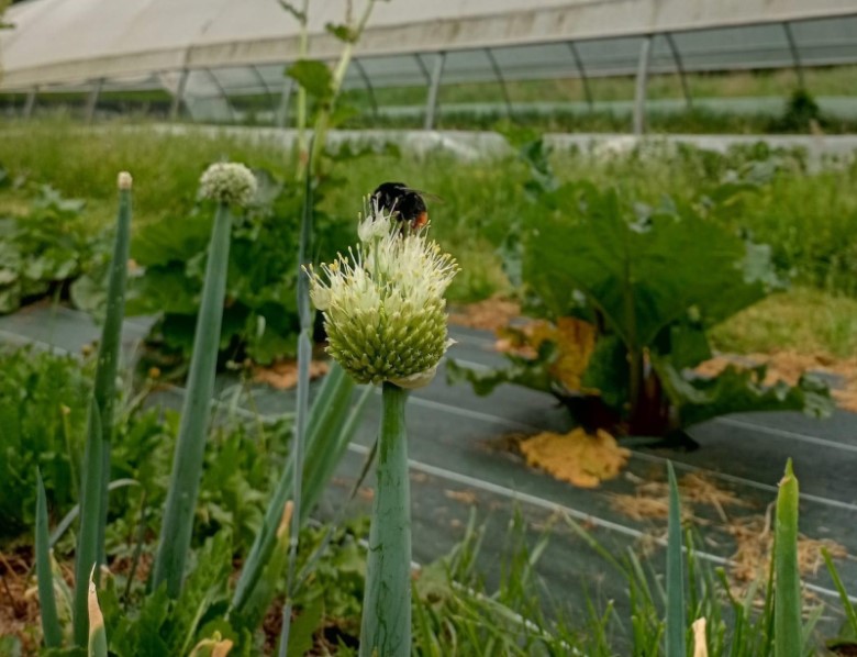 Au Jardin des Merveilles - photo 2