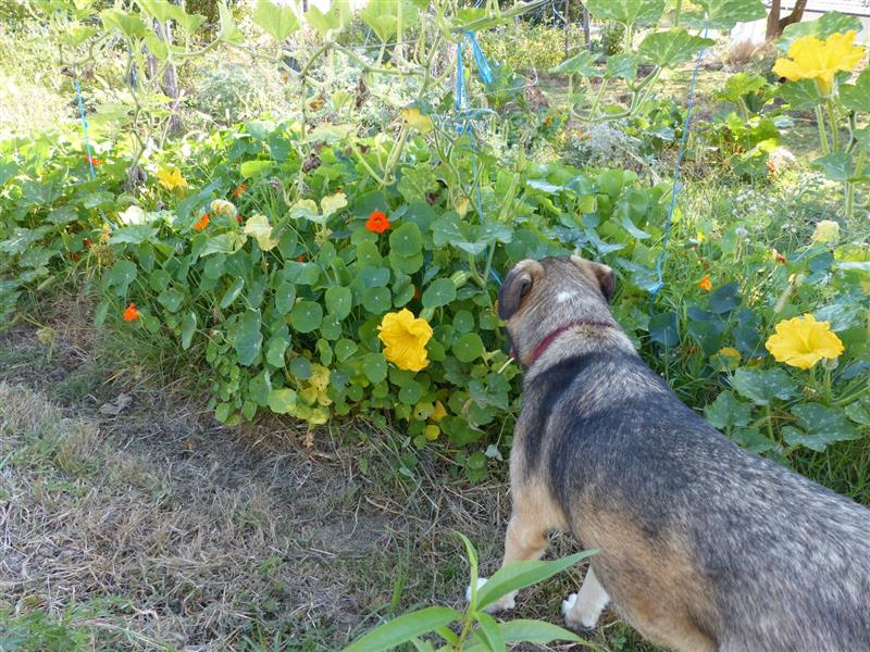 Jardin Epicurien