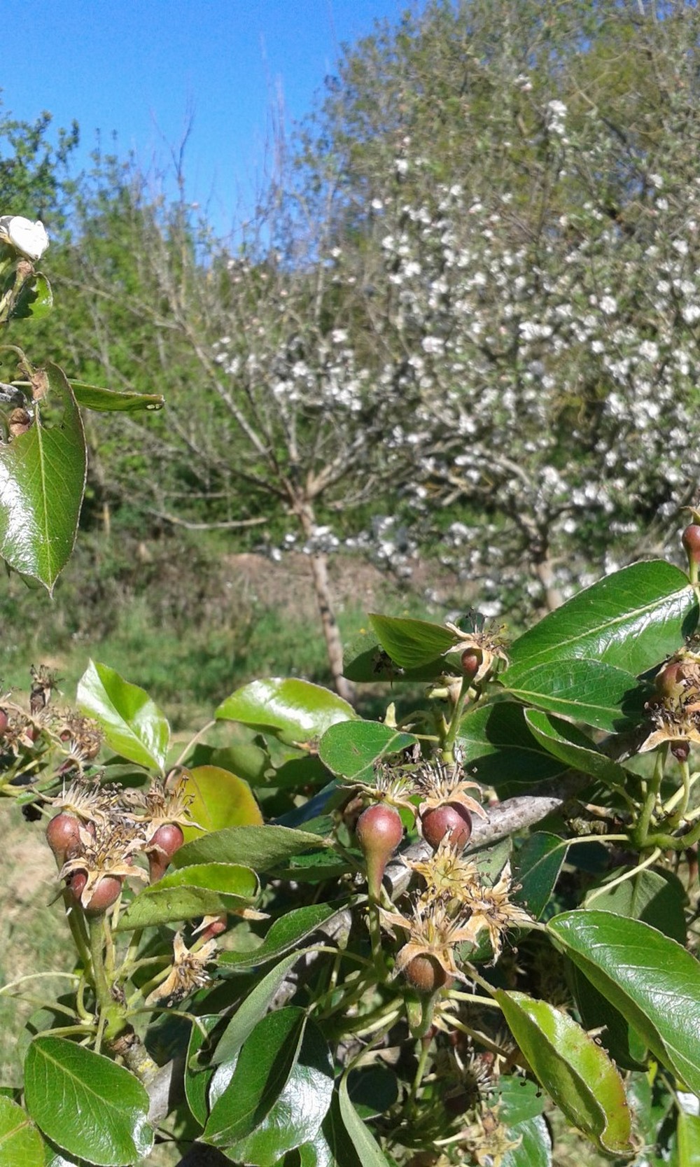 Permaculture au Jardin des Cabanes, Argentonnay