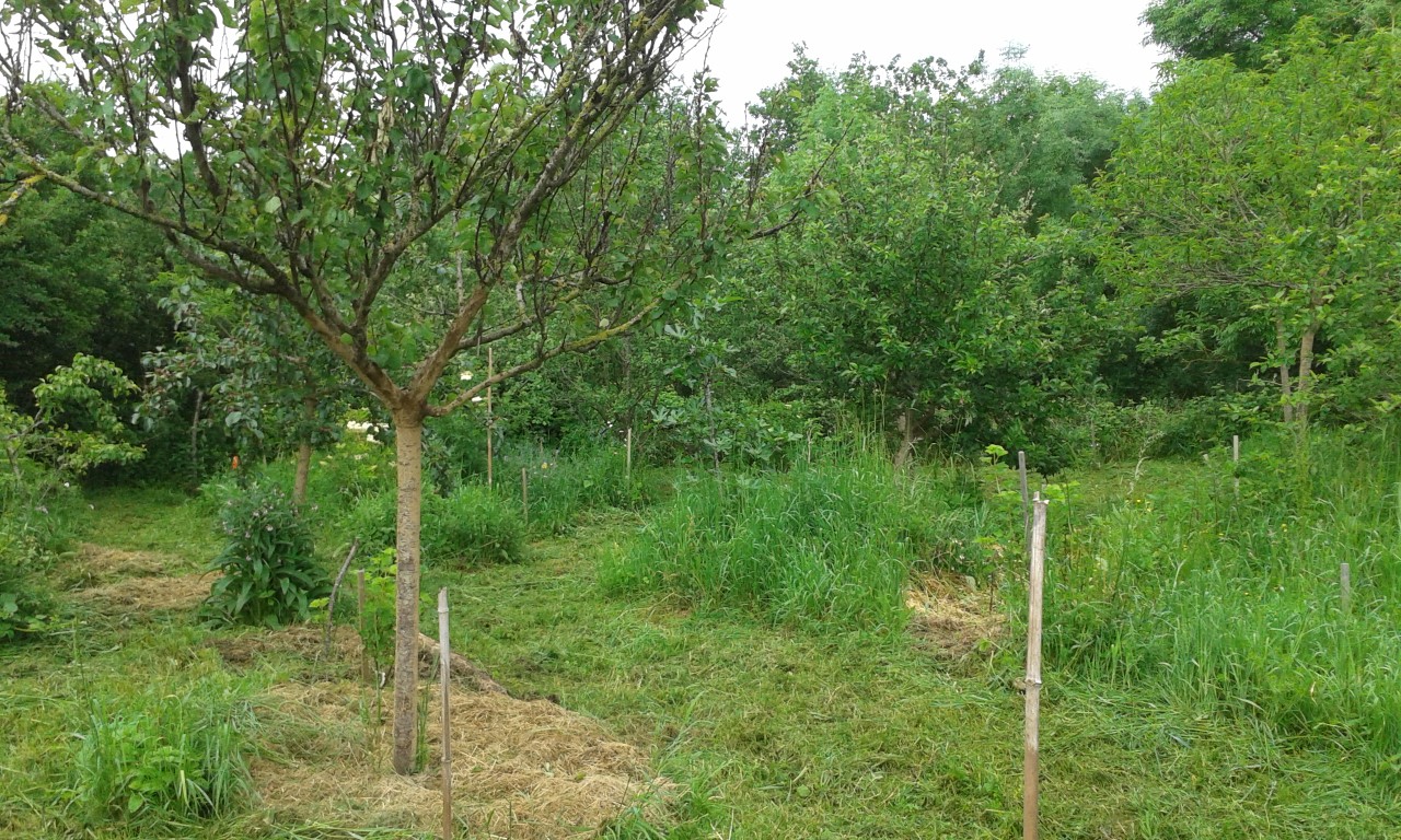 Permaculture au Jardin des Cabanes, Argentonnay - photo 3