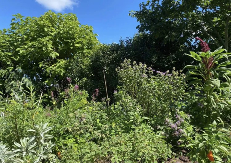 Le monde végétal au-delà du regard - Rendez-vous aux jardins