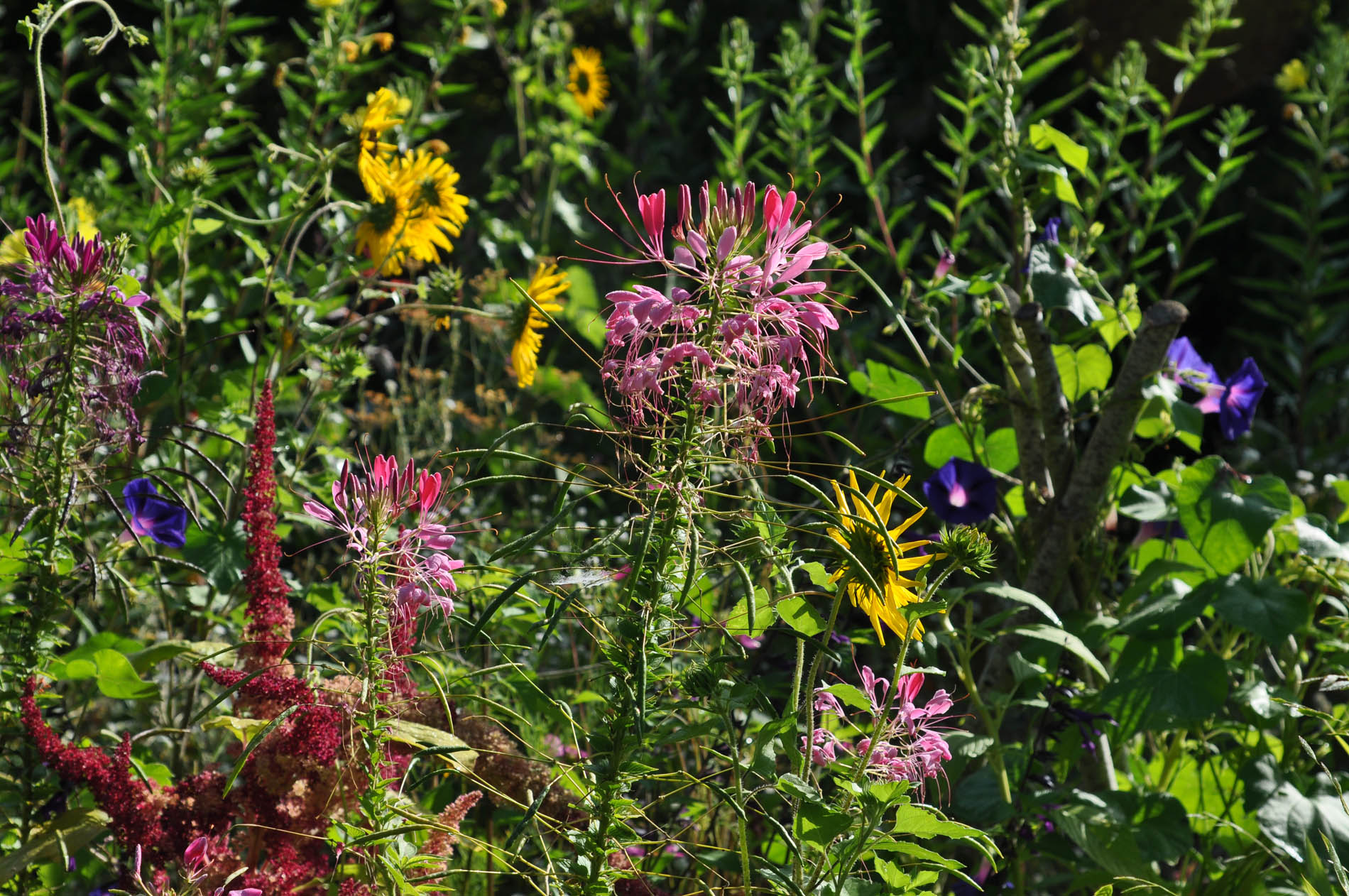 Les Jardins de l'Albarède, Saint-Cybranet