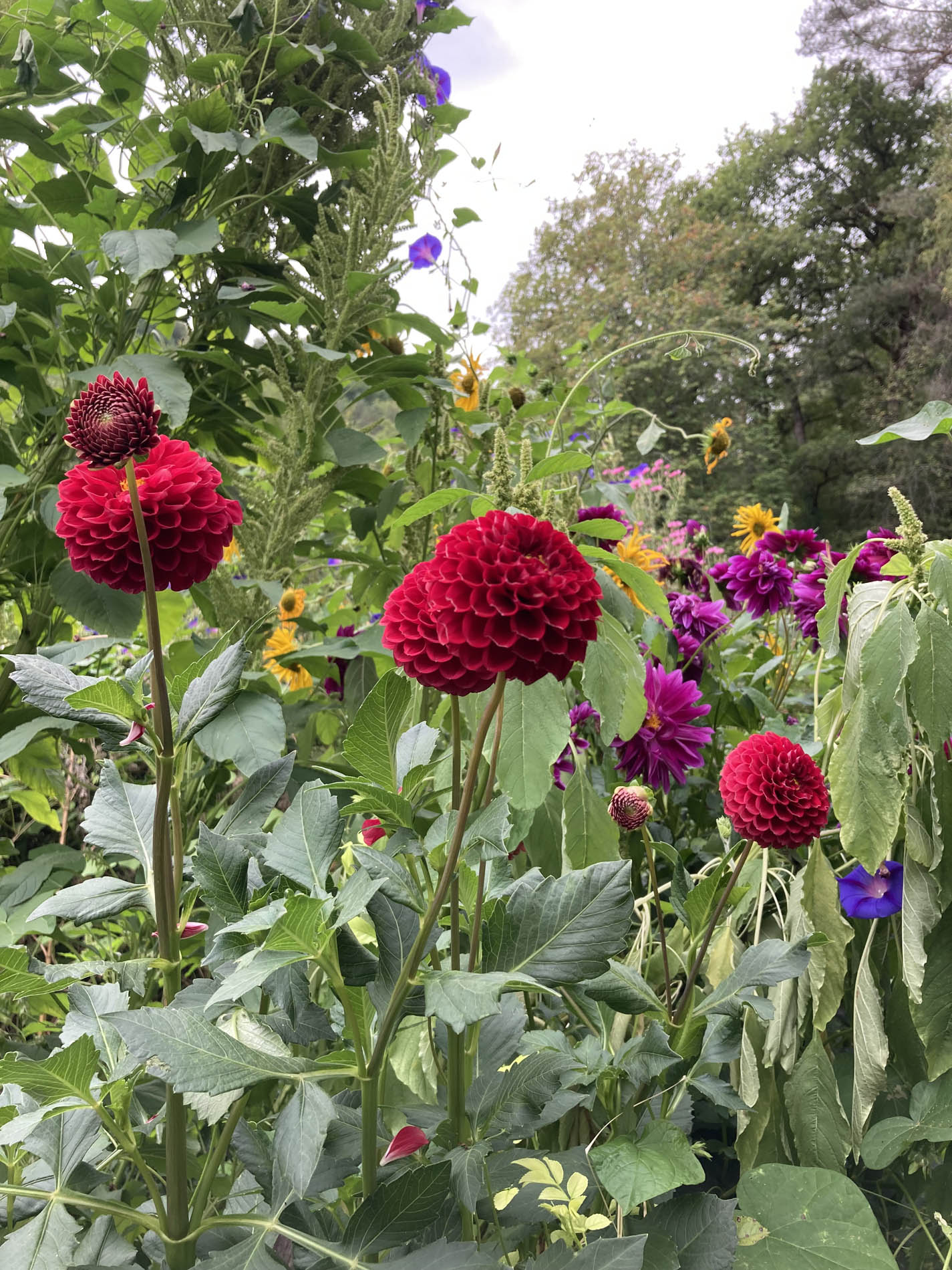 Les Jardins de l'Albarède, Saint-Cybranet - photo 13