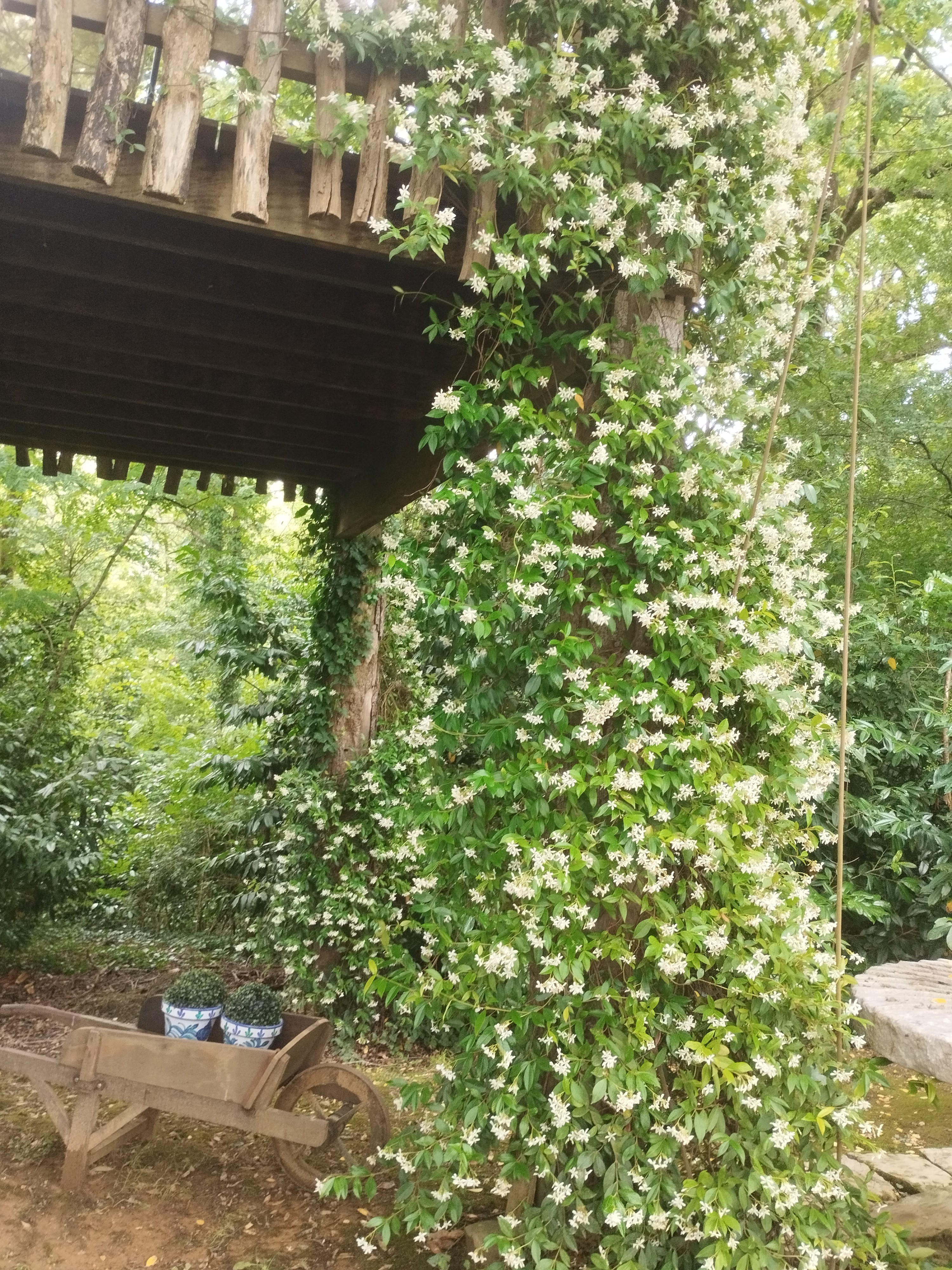 Cabane dans les arbres : la Papyjotte, Montfort-en-Chalosse - photo 6